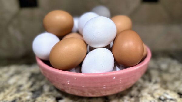 Fresh Eggs